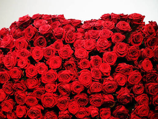 2,900+ Bed Of Roses Stock Photos and Royalty-Free Pictures - iStock