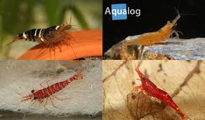 Making them a great addition to most freshwater aquariums. Freshwater Shrimps Aqualog De