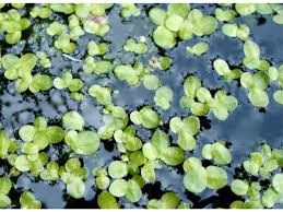 Image result for Lemna