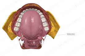 Image result for tonsilla palatina