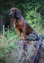 Image result for hannoverský barvář