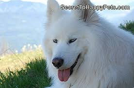 Kopeklerde Bogaz Kanseri Belirtileri Ve Belirtileri Tr Secrettohappypets Com