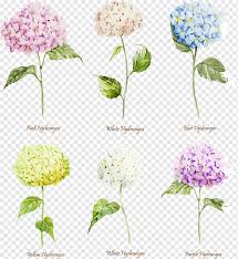 We did not find results for: Hydrangea Flower Watercolor Painting Euclidean 6 Beautiful Watercolor Hydrangea Watercolor Leaves Happy Birthday Vector Images Plant Stem Png Pngwing