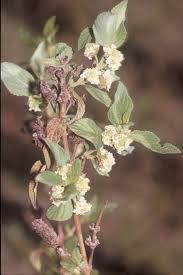 Image result for Lantana ukambensis