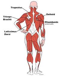Veja mais ideias sobre anatomia, corpo humano, anatomia masculina. Carone Fitness Exercise Library