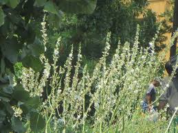 Image result for Chlorophytum krookianum