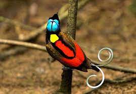 Check spelling or type a new query. 14 Jenis Burung Cendrawasih Tercantik Suara Gambar Dan Pakan
