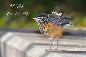 Any of several similar thrushes of the new world tropics, not necessarily having reddish underparts, as t. Sad News History Making Uab Baby Robin Blaze Has Died Here Is How You Can Remember Her Bham Now