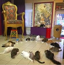 The siberian cat is a large, hefty cat with males being somewhat larger than the females. Cat Cafe Wikipedia