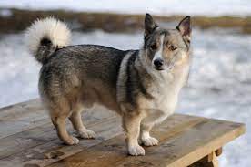 Home » list of dog breeds » swedish vallhund (014) puppies for sale. Swedish Vallhund Wikipedia
