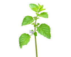 Image result for Mesosphaerum