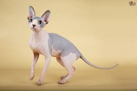 Buy and sell on gumtree australia today! Sphynx Cat Breed Facts Highlights Buying Advice Pets4homes