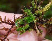 Image result for Lipocarpha hemisphaerica