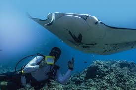 The current 2019 scuba diving price for beginner first time divers on 2 shallow reefs is $100.00 including gear rental. Q A With Big Island Scuba Instructor Keller Laros Hawaii Magazine