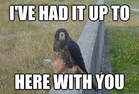 I Ve Had It Up To Here With You Annoyed Hawk Quickmeme