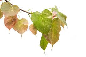 Bodhi Leaves Isolated On White Background Or Peepal Leaf From The Bodhi Tree Stock Image Image Of Natural Leaf 146259673 Download coca cola png free icons and png images. peepal leaf from the bodhi tree stock