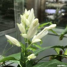 Image result for Whitfieldia brazzae