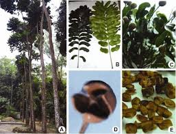 Image result for Khaya anthotheca