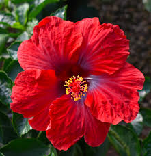Image result for Hibiscus platycalyx