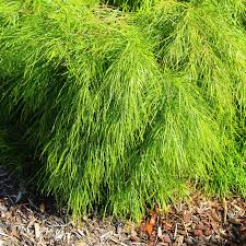 Image result for Acacia montigena