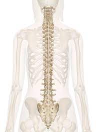 Skeletons can be inside the body or. Spine Anatomy Pictures And Information Human Spine Anatomy Back Human Body Diagram