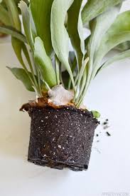 Staghorn ferns grow pups are little plants that grow off of the main plant. How To Mount And Care For A Staghorn Fern Vintage Revivals