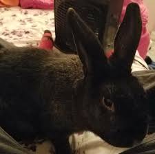 Fashion a shaker jar using follow these steps to kill fleas using salt: Rabbit Treats