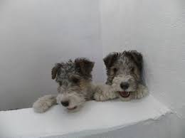 Fox terrier fanciers of puget sound. Wire Haired Fox Terrier Pups For Fox Terrier Wirehaired Fox Terrier Wire Fox Terrier