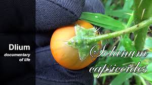 Image result for Solanum capsicoides