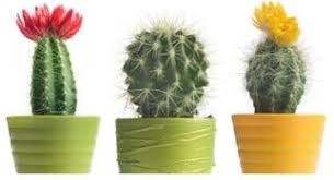 Penguin bergerak di dalam kerumunan menggunakan cara yang sama dengan cara suara dihantarkan melalui cairan. Adaptasi Tumbuhan Pengertian Cara Macam Tujuan Dan Contoh