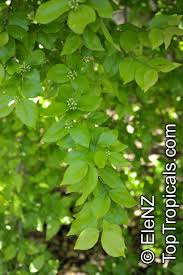 Image result for Strychnos lucens