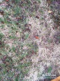 Sciure De Bois Dans Le Jardin