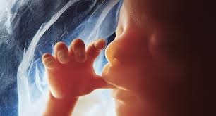 pictures of fetal development month by month