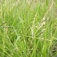 Image result for Eriochloa