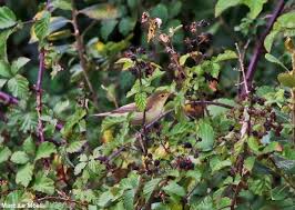 Des Fruits Riches En Antioxydants Dans Votre Jardin Pour Les Oiseaux Ornithomedia Com Jardins Oiseaux Fruits