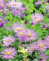 The first nations are the indigenous people of british columbia. Epsom Salt May Do Your Roses Good The Seattle Times