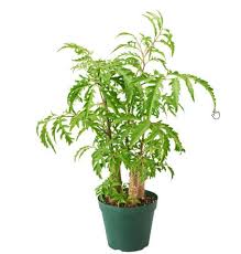 Image result for Polyscias fruticosa