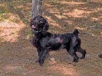 Browse photos, see new properties, get open house info, and research neighborhoods on trulia. Boykin Spaniel Breeders
