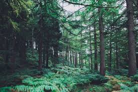 We did not find results for: Forest Backgrounds Pictures Group 55