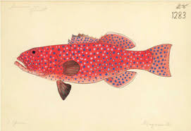 Create a free account to stream exclusive series and live, local tv from across canada create an account. In Order To Study Conchology Andrew Garrett 1823 1887 And His 1859 Expedition To The Kingsmill Islands Kiribati