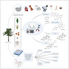 Image result for Diospyros chamaethamnus