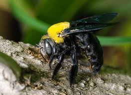 So the answer i'd give is very rarely would someone be stung by a carpenter bee. Carpenter Bee Identification Guide