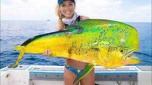 Maybe you would like to learn more about one of these? Giant Dolphin Caught Deep Sea Fishing Mahi Mahi Fishing How To Catch Mahi Stuart Florida Fishing Youtube