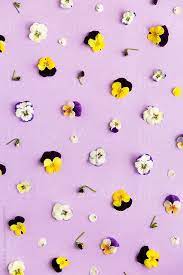 Stocksy United Royalty Free Stock Photos Pansy Background By Ruth Black Stock Photography Free Pansies Flower Backgrounds