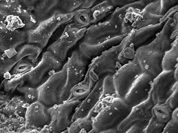 Image result for Fagonia isotricha