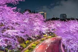Maybe you would like to learn more about one of these? 8 Tempat Melihat Bunga Sakura Di Malam Hari Di Tokyo Zekkei Japan