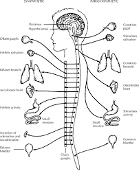 The endocrine system includes all of the glands of the body and the hormones produced by those glands. Endocrine System Coloring Pages Coloring Home