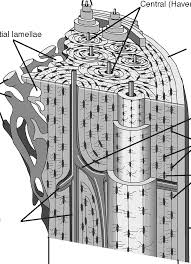 Spongy bone is composed of trabeculae that contain the. Anatomy And Physiology The Parts Of A Bone
