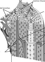 Compact bone diagram osteon compact bone ap pinterest anatomy human anatomy and. Anatomy And Physiology The Parts Of A Bone