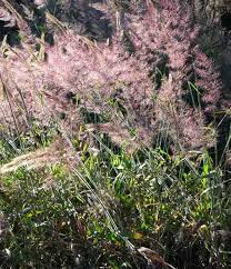 Image result for Melinis minutiflora